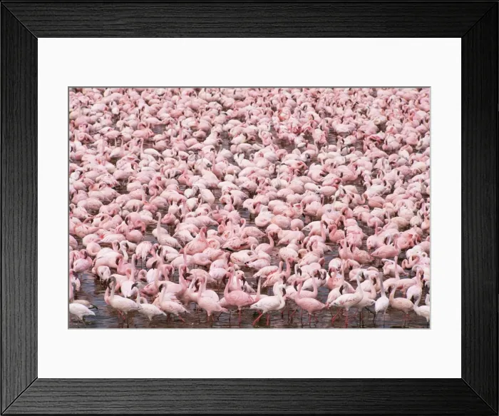 Framed Print : Lesser Flamingo Lake Bogoria, rift valley, Kenya, Africa Framed Print : Lesser Flamingo Lake Bogoria, rift valley, Kenya, Africa