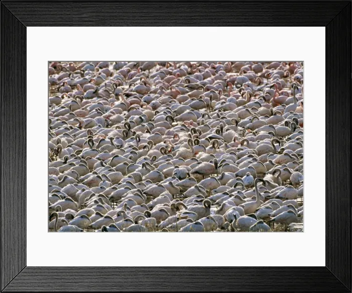 Framed Print : Lesser Flamingo Lake Bogoria, Rift valley, Kenya, Africa Framed Print : Lesser Flamingo Lake Bogoria, Rift valley, Kenya, Africa