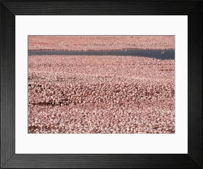 Framed Print : Lessser Flamingo Lake Bogoria, rift valley, Kenya, Africa Framed Print : Lessser Flamingo Lake Bogoria, rift valley, Kenya, Africa