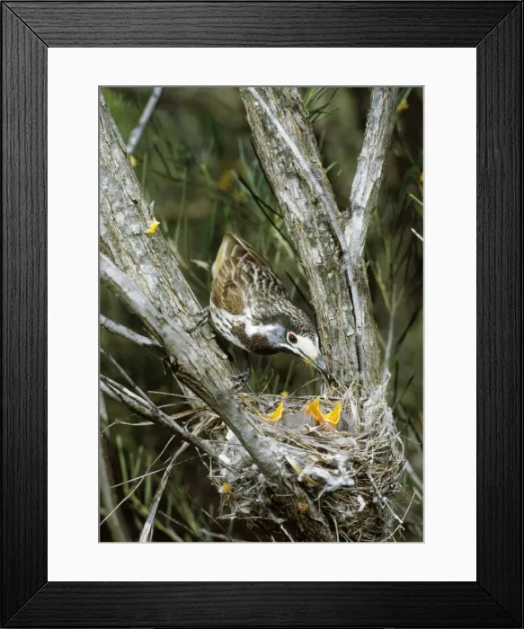 Framed Print : White-fronted Honeyeater - with young at nest Framed Print : White-fronted Honeyeater - with young at nest
