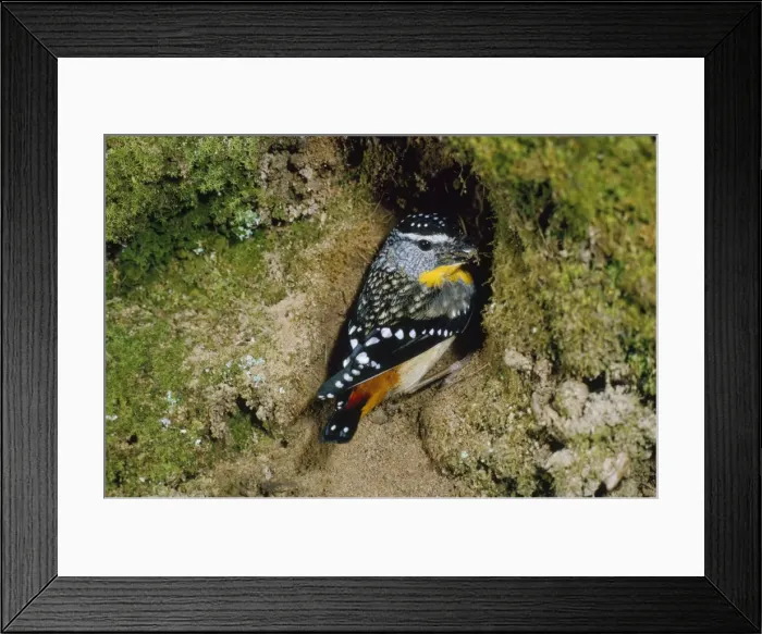 Framed Print : Spotted Pardalote - male Framed Print : Spotted Pardalote - male