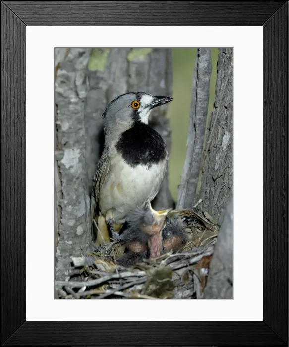 Framed Print : Crested Bellbird Framed Print : Crested Bellbird