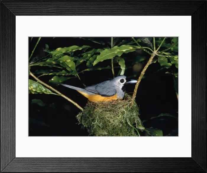 Framed Print : Black-faced Flycatcher / Monarch Framed Print : Black-faced Flycatcher / Monarch