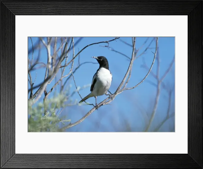 Framed Print : Pied Honeyeater - juvenile Framed Print : Pied Honeyeater - juvenile