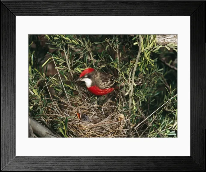 Framed Print : Crimson Chat At nest with young Framed Print : Crimson Chat At nest with young