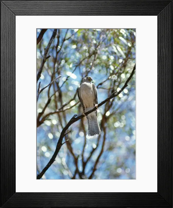 Framed Print : Collared Sparrowhawk Framed Print : Collared Sparrowhawk