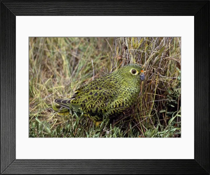 Framed Print : Ground Parrot Framed Print : Ground Parrot