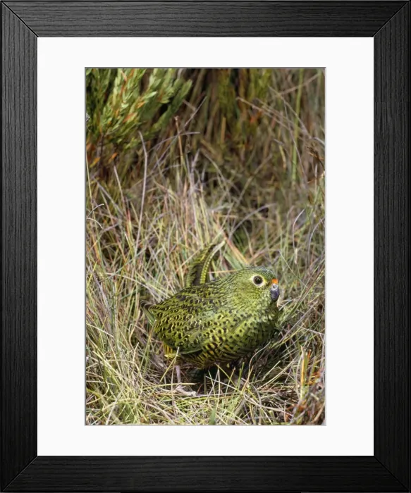 Framed Print : Ground Parrot Framed Print : Ground Parrot