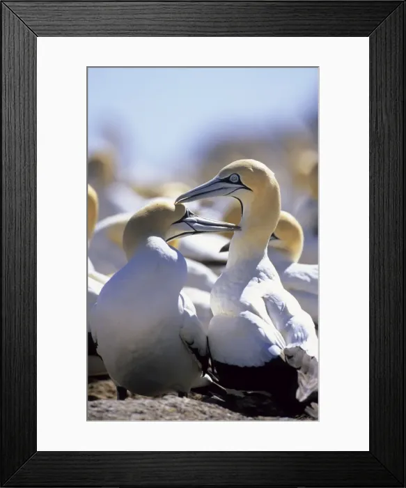Framed Print : Cape Gannets - Preening each other. Lambert's Bay, South Africa