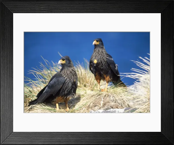 Framed Print : Striated Caracara Falklands Framed Print : Striated Caracara Falklands