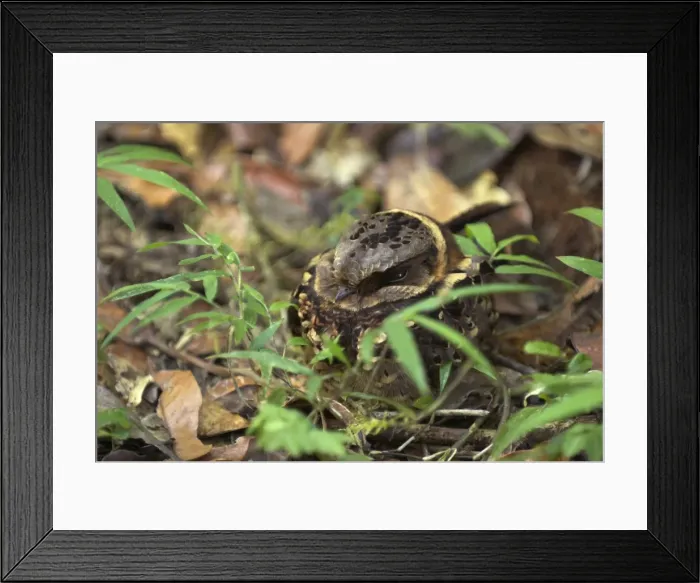 Framed Print : Collared Nightjar - endemic. At rest during day Madagascar Framed Print : Collared Nightjar - endemic. At rest during day Madagascar