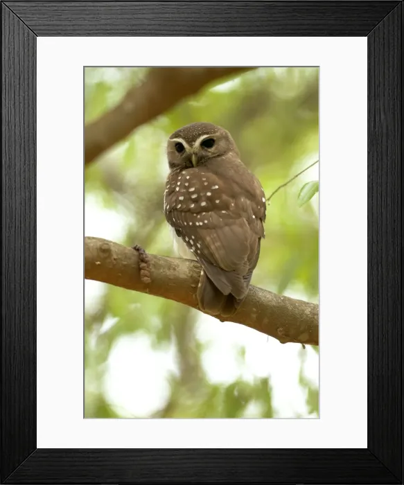 Framed Print : White-browed Owl - endemic. On branch, backview Berenty, Madagascar Framed Print : White-browed Owl - endemic. On branch, backview Berenty, Madagascar