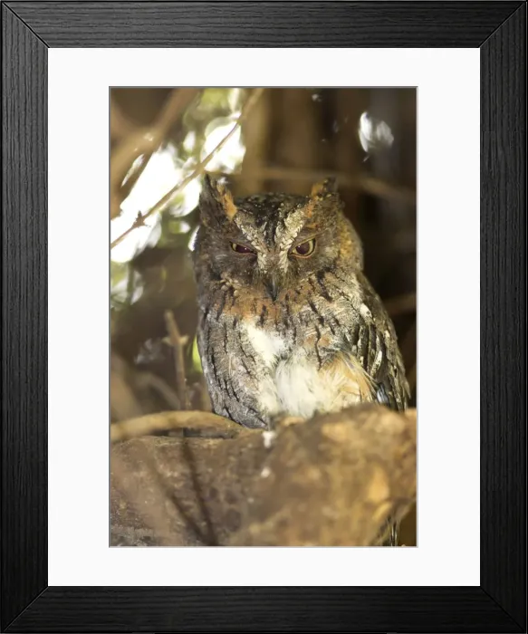 Framed Print : Madagascar Scops Owl - regional endemic. Roosting in tree Berenty, Madagascar Framed Print : Madagascar Scops Owl - regional endemic. Roosting in tree Berenty, Madagascar