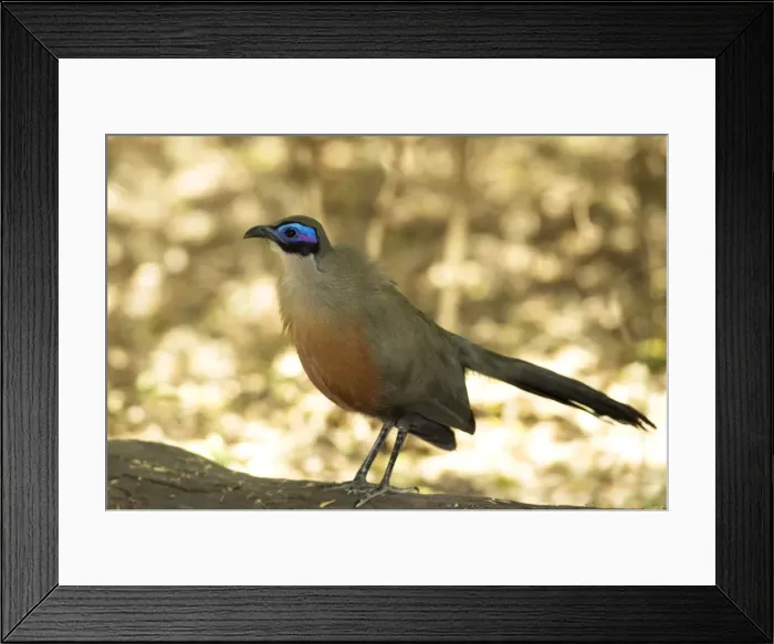 Framed Print : Giant Coua - endemic. Standing on log Berenty, Madagascar Framed Print : Giant Coua - endemic. Standing on log Berenty, Madagascar