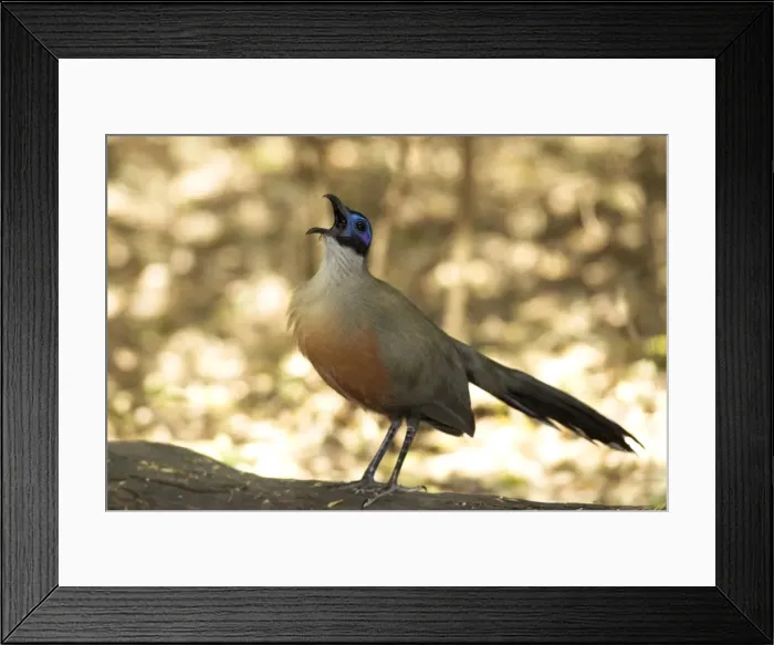 Framed Print : Giant Coua - endemic. Calling from log on ground. Berenty, Madagascar Framed Print : Giant Coua - endemic. Calling from log on ground. Berenty, Madagascar