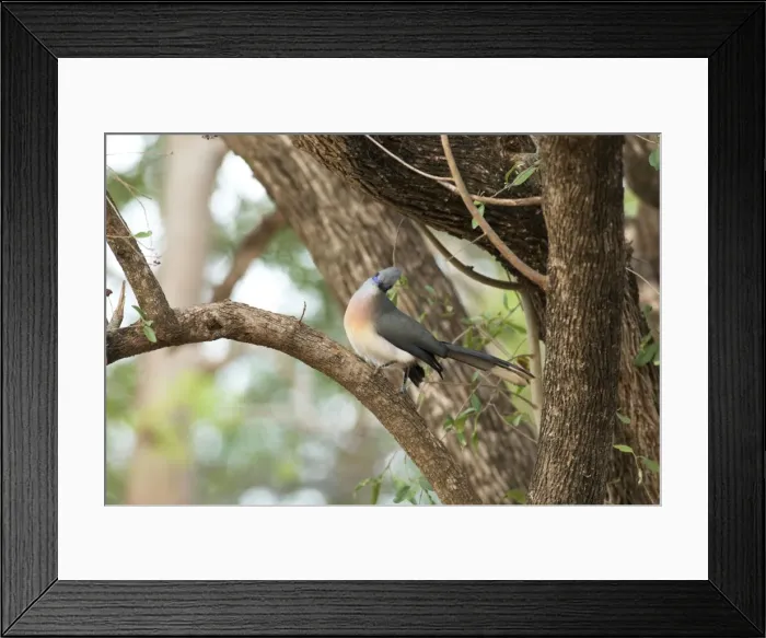 Framed Print : Crested Coua - endemic. On branch Berenty, Madagascar Framed Print : Crested Coua - endemic. On branch Berenty, Madagascar