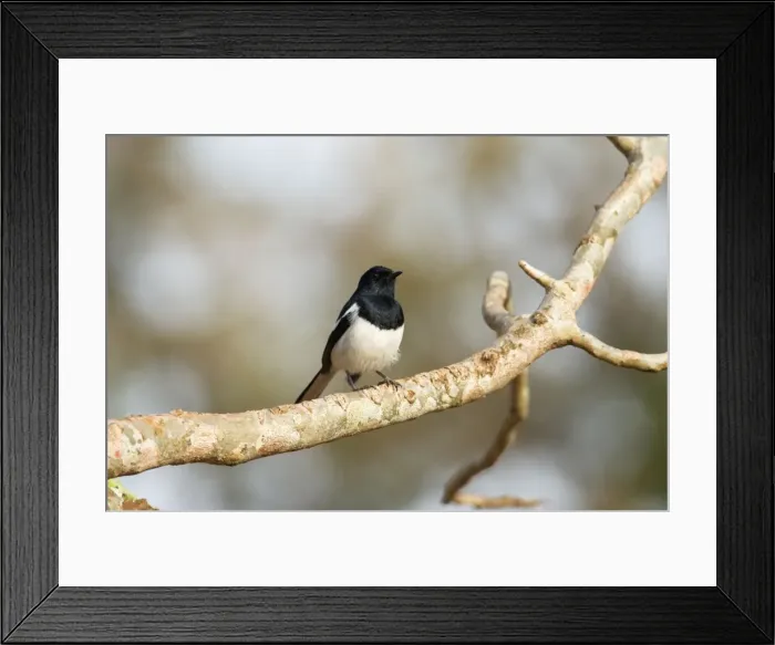 Framed Print : Madagascar Magpie Robin - endemic. Male on branch Berenty, Madagascar Framed Print : Madagascar Magpie Robin - endemic. Male on branch Berenty, Madagascar