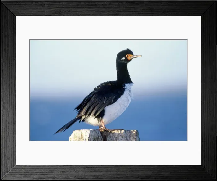 Framed Print : Rock Shag / Cormorant Falklands Framed Print : Rock Shag / Cormorant Falklands