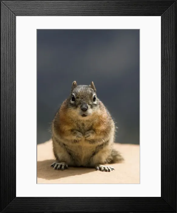 Framed Print : Golden-mantled Ground Squirrel Sitting on wall facing camera. Bryce Canyon, Utah. USA Framed Print : Golden-mantled Ground Squirrel Sitting on wall facing camera. Bryce Canyon, Utah. USA