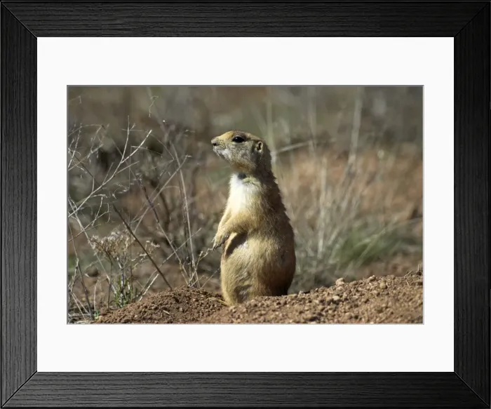 Framed Print : Utah Prairie Dog Sitting up at entrance to its burrow. Bryce Canyon Utah. USA Framed Print : Utah Prairie Dog Sitting up at entrance to its burrow. Bryce Canyon Utah. USA