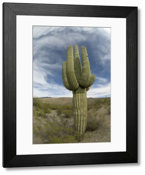 Framed Print : Saguaro Cactus Saguaro National Park, Arizona Framed Print : Saguaro Cactus Saguaro National Park, Arizona