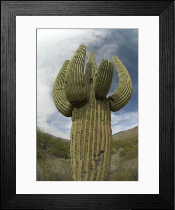 Framed Print : Saguaro Cactus Saguaro National Park, Arizona Framed Print : Saguaro Cactus Saguaro National Park, Arizona