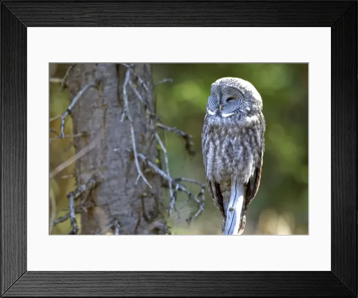 Framed Print : Great gray owl Roosting on dead branch Yellowstone NP USA Framed Print : Great gray owl Roosting on dead branch Yellowstone NP USA