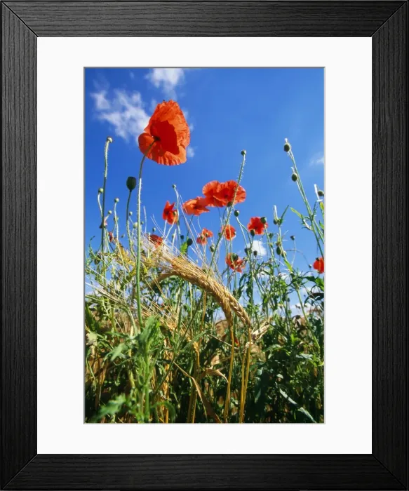 Framed Print : Corn Poppy Licolnshire, UK Framed Print : Corn Poppy Licolnshire, UK