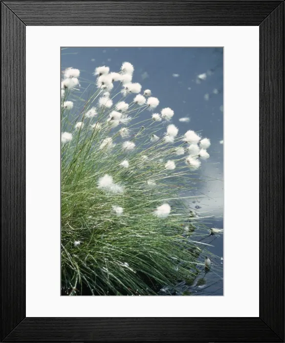 Framed Print : Hares Tail / Cotton Grass UK Framed Print : Hares Tail / Cotton Grass UK