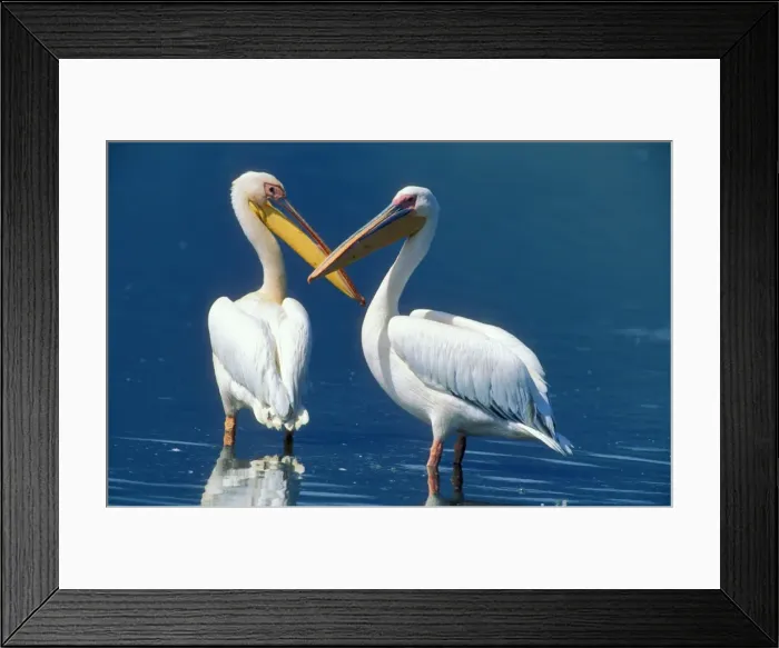 Framed Print : Great White Pelican Kenya, Africa Framed Print : Great White Pelican Kenya, Africa