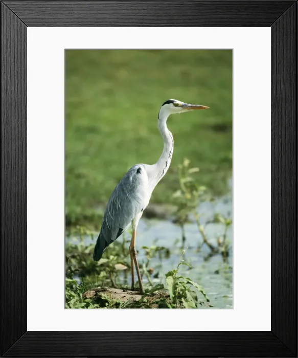 Framed Print : Grey Heron Lake Naivasha, Kenya Framed Print : Grey Heron Lake Naivasha, Kenya