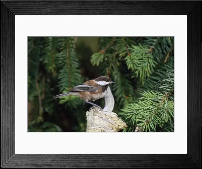 Framed Print : Chestnut-backed Chickadee Saltspring Island British Columbia Canada Framed Print : Chestnut-backed Chickadee Saltspring Island British Columbia Canada