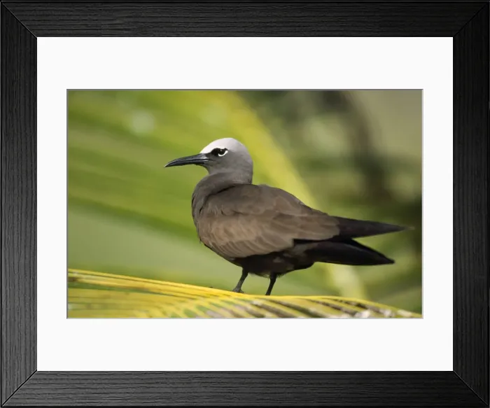 Framed Print : Brown Noddy Tern Seychelles Framed Print : Brown Noddy Tern Seychelles