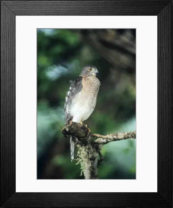 Framed Print : Shikra Goshawk Asia, Africa, Sri Lanka Framed Print : Shikra Goshawk Asia, Africa, Sri Lanka