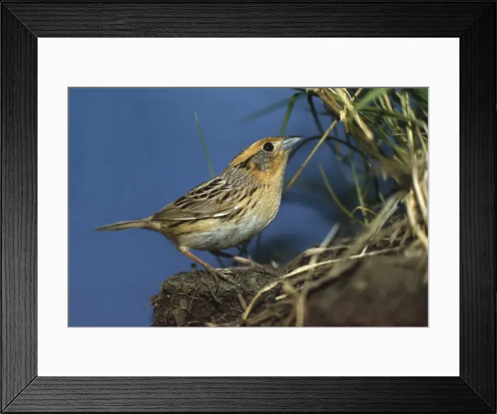 Framed Print : Le Conte's Sparrow Framed Print : Le Conte's Sparrow