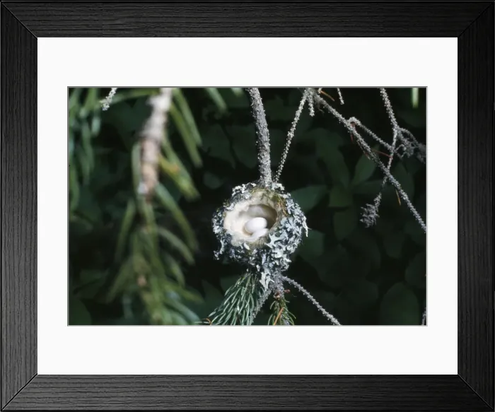 Framed Print : Rufus Hummingbird - eggs in nest Framed Print : Rufus Hummingbird - eggs in nest