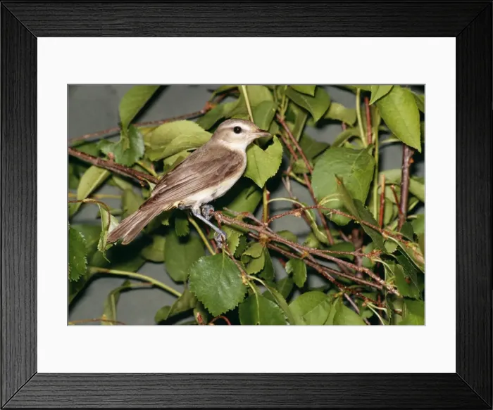 Framed Print : Warbling Vireo Framed Print : Warbling Vireo