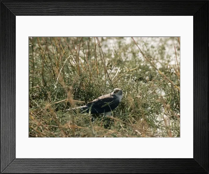 Framed Print : Pallid Harrier Framed Print : Pallid Harrier