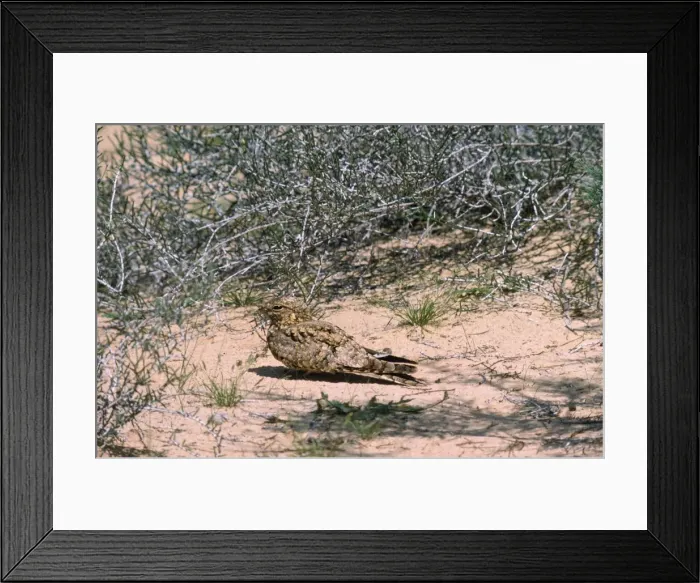 Framed Print : Egyptian Nightjar