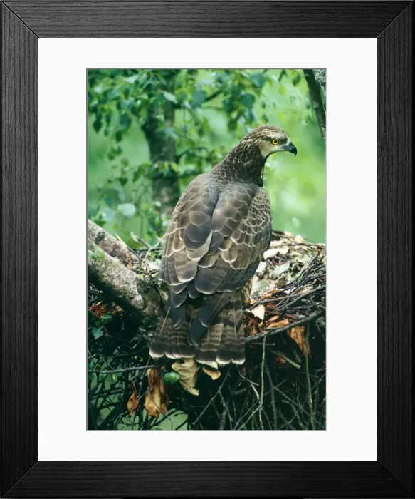Framed Print : Honey Buzzard Framed Print : Honey Buzzard