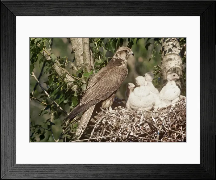 Framed Print : Saker Falcon - at nest with chicks Framed Print : Saker Falcon - at nest with chicks