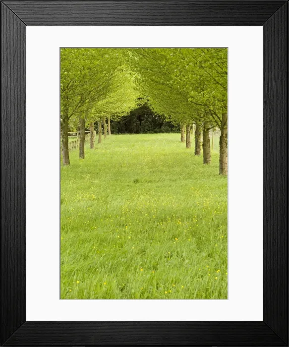 Framed Print : Grassy avenue between trees on a country estate in East Anglia, UK Framed Print : Grassy avenue between trees on a country estate in East Anglia, UK