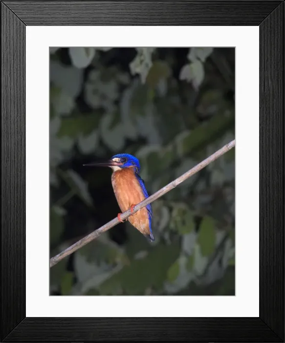 Framed Print : Blue-eared Kingfisher - On perch Kinabatangan River, Sabah, Borneo, Malaysia Distribution: SE Asia inc. India Framed Print : Blue-eared Kingfisher - On perch Kinabatangan River, Sabah, Borneo, Malaysia Distribution: SE Asia inc. India