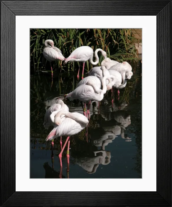 Framed Print : Greater Flamingo South Africa Framed Print : Greater Flamingo South Africa