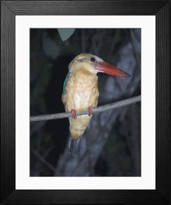 Framed Print : Stork-billed Kingfisher - On perch Kinabatangan River, Sabah, Borneo, Malaysia Distribution: SE Asia including India Framed Print : Stork-billed Kingfisher - On perch Kinabatangan River, Sabah, Borneo, Malaysia Distribution: SE Asia including India