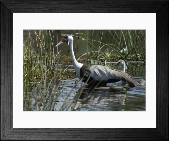 Framed Print : Wattled Crane with Chick - walking in water Okavango Delta Botswana Africa Framed Print : Wattled Crane with Chick - walking in water Okavango Delta Botswana Africa