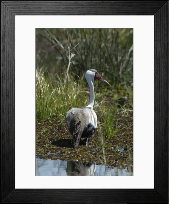 Framed Print : Wattled Crane - walking in water Okavango Delta Botswana Africa Framed Print : Wattled Crane - walking in water Okavango Delta Botswana Africa