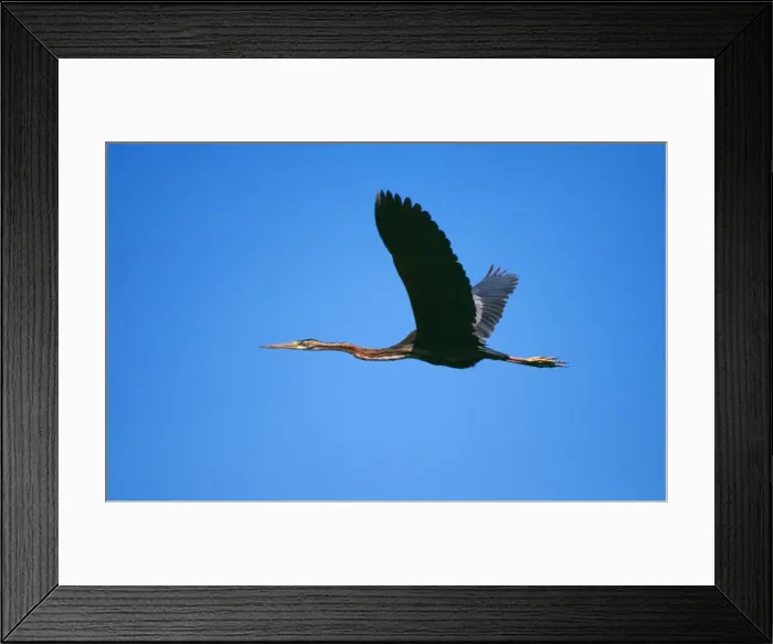 Framed Print : Purple Heron In flight, Botswana, Africa Framed Print : Purple Heron In flight, Botswana, Africa