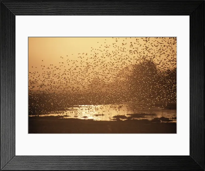 Framed Print : Red-billed Quelea Swarm, Botswana, Africa Framed Print : Red-billed Quelea Swarm, Botswana, Africa