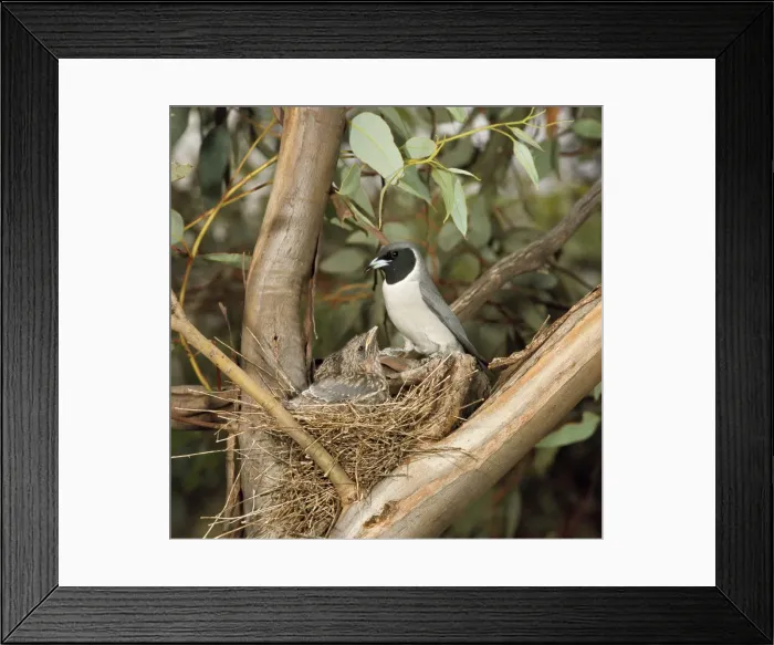 Framed Print : Masked Wood Swallow - male with chicks Framed Print : Masked Wood Swallow - male with chicks